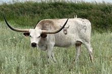 Safari B 8/9