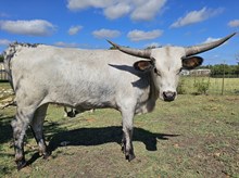 Painted Iron Sharita